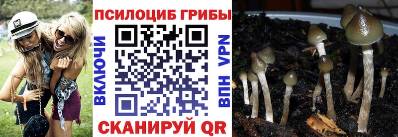 где купить наркоту  Байкальск  Галлюциногенные грибы Psilocybe 